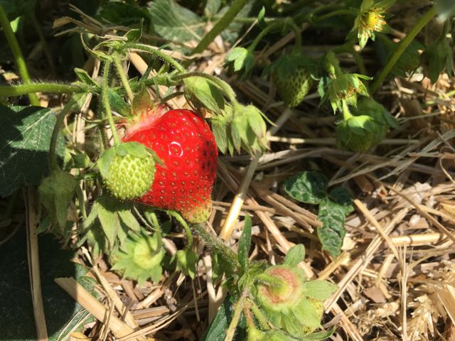 Erste Erdbeere