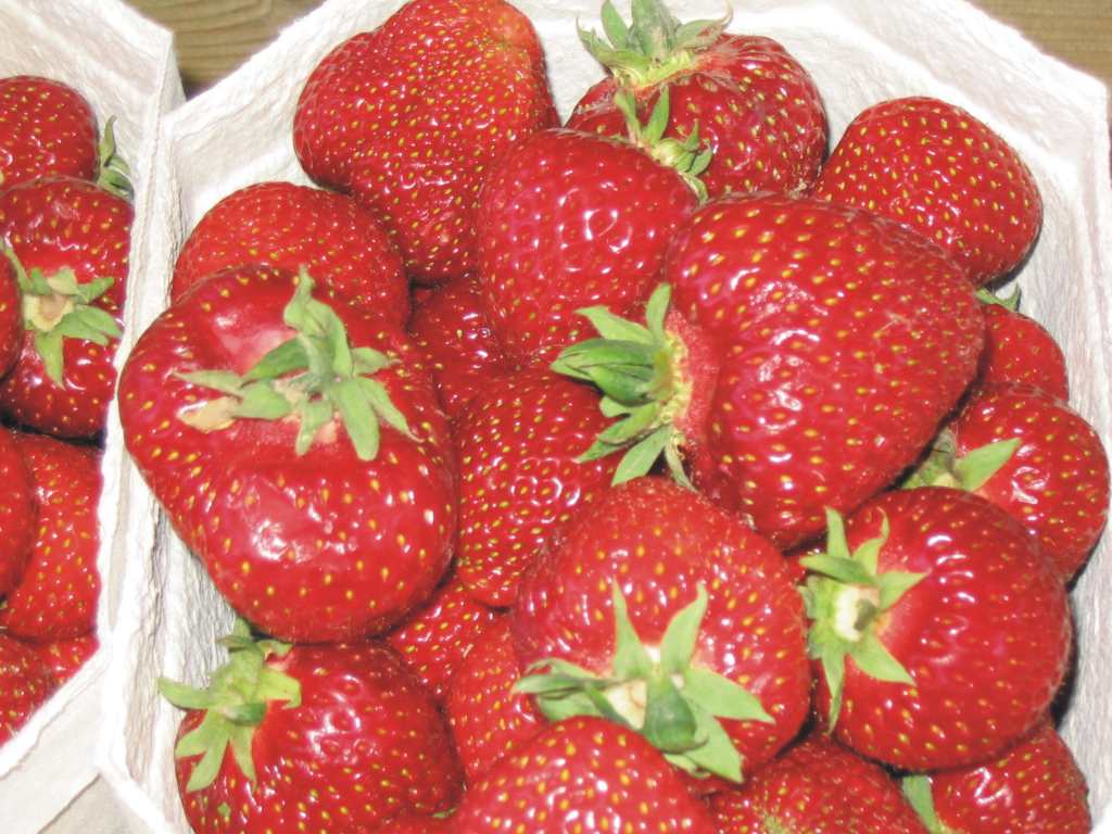 Schöne, grosse Erdbeeren